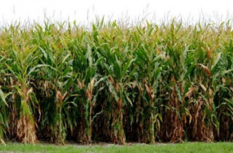 Zaczęły się zbiory kukurydzy na kiszonkę - Zdjęcie główne