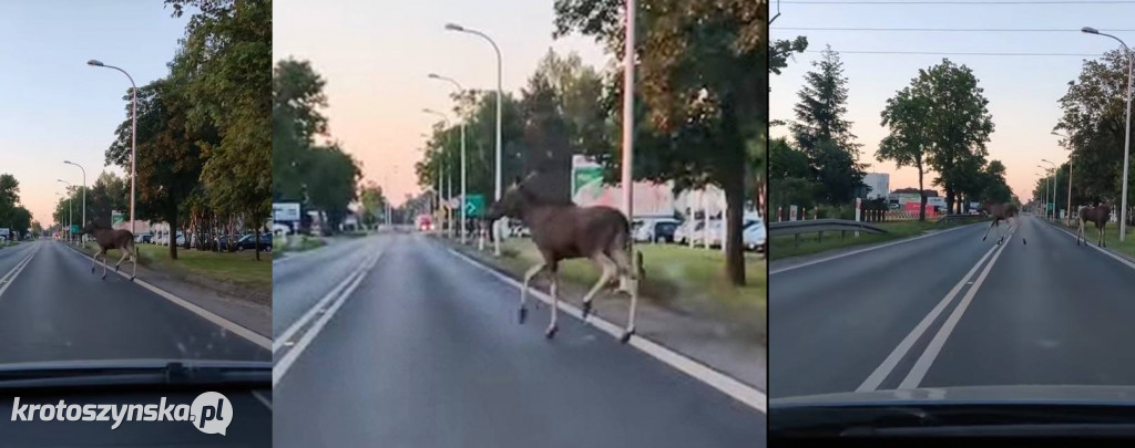 Krotoszyn. Łosie na Ostrowskiej - Zdjęcie główne