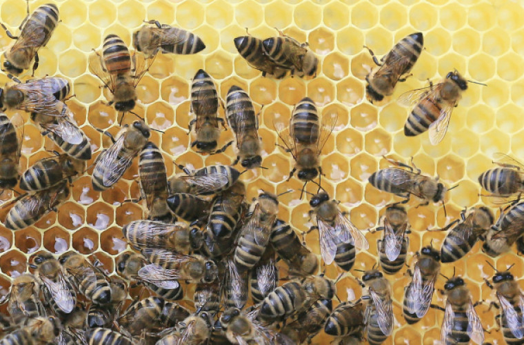 Sapieżyn. Nie tylko rzucą cień na asfalt, ale i ochronią pszczoły - Zdjęcie główne