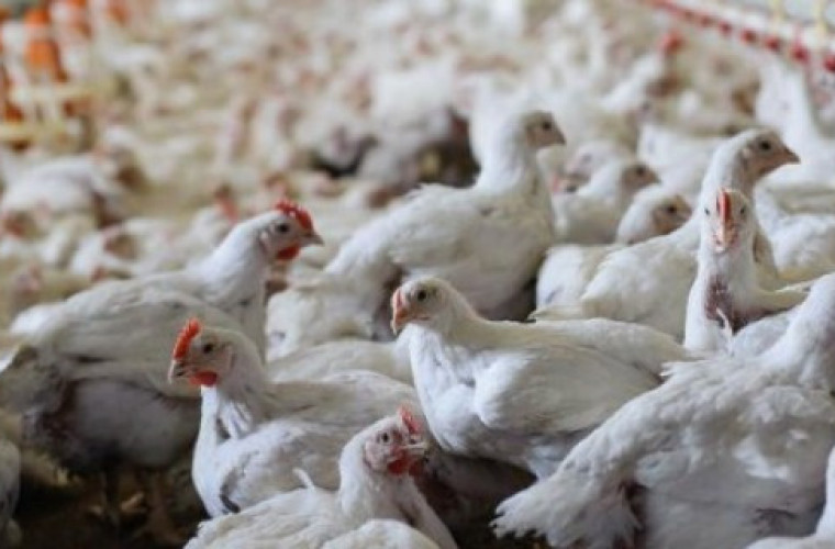 Antybiotyki w chowie drobiu. Dla nich to norma! - Zdjęcie główne