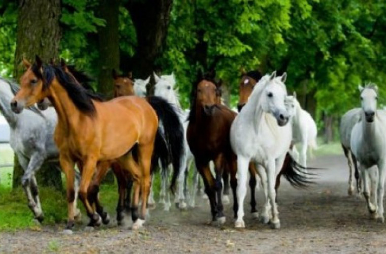 Luksusy dla koni - Zdjęcie główne