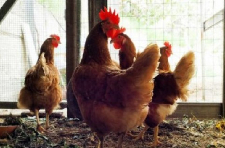 Jest szczepionka przeciwko grypie ptaków - Zdjęcie główne