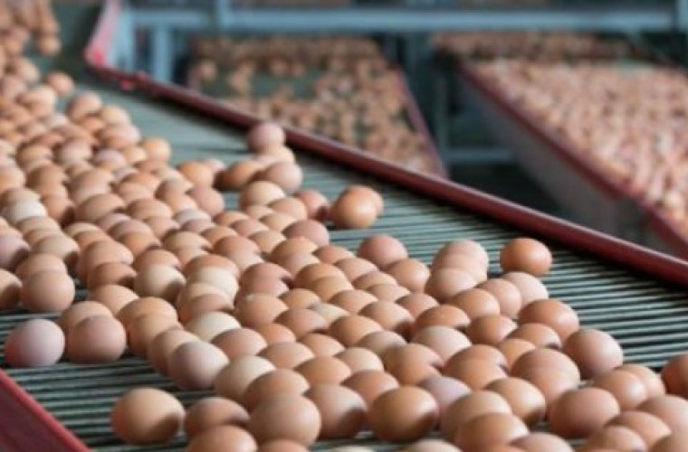 W Polsce zabraknie jaj - Zdjęcie główne