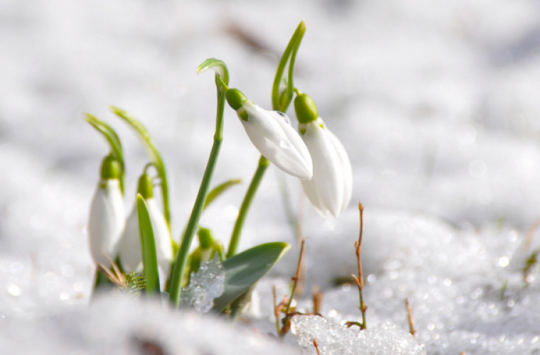 Idzie wiosna. Tylko małymi krokami - Zdjęcie główne
