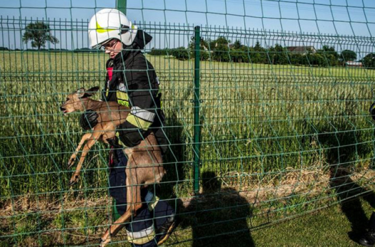 Koźmin Wlkp. Pospieszyli z pomocą Sarnie - Zdjęcie główne