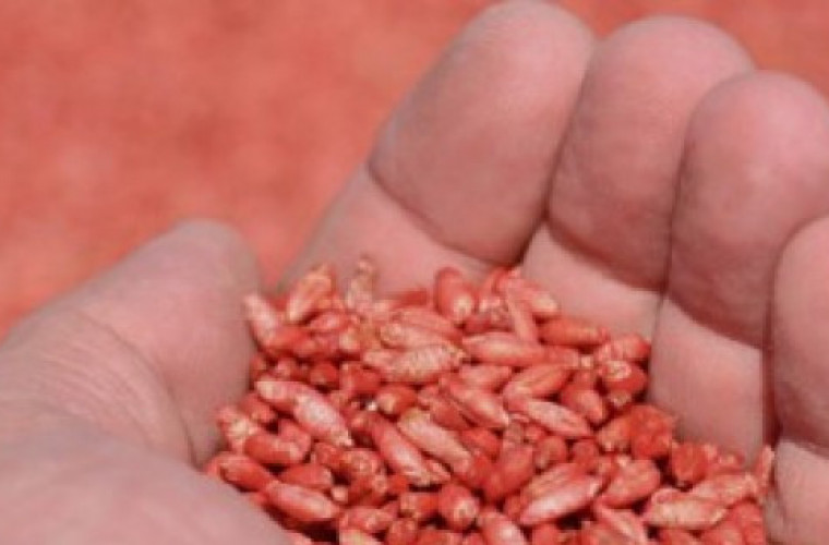 Wyższe dopłaty do materiału siewnego - Zdjęcie główne