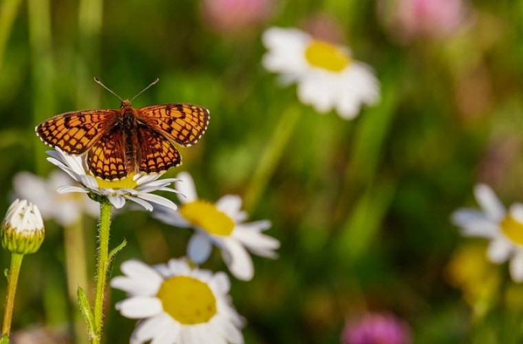 Ekologiczny konkurs plastyczny dla dzieci i młodzieży ! - Zdjęcie główne