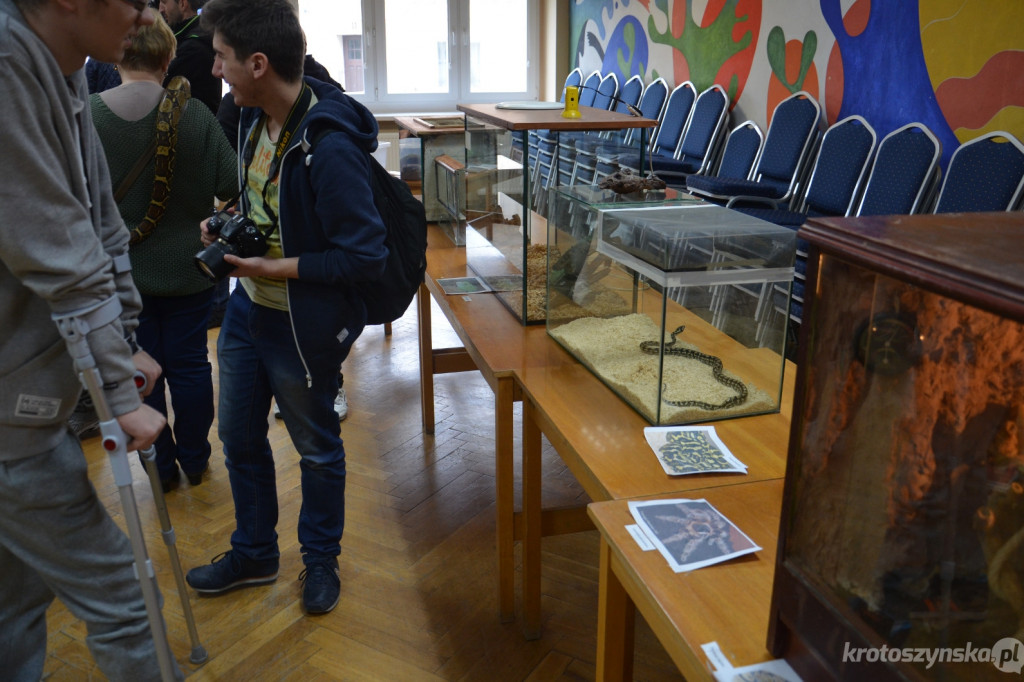 Krotoszyn: Boa dusiciel grasował w bibliotece - Zdjęcie główne