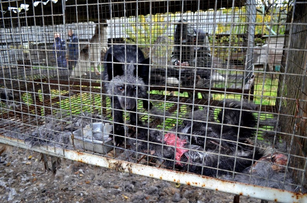 Interwencja obrońców zwierząt na fermie lisów pod Krotoszynem