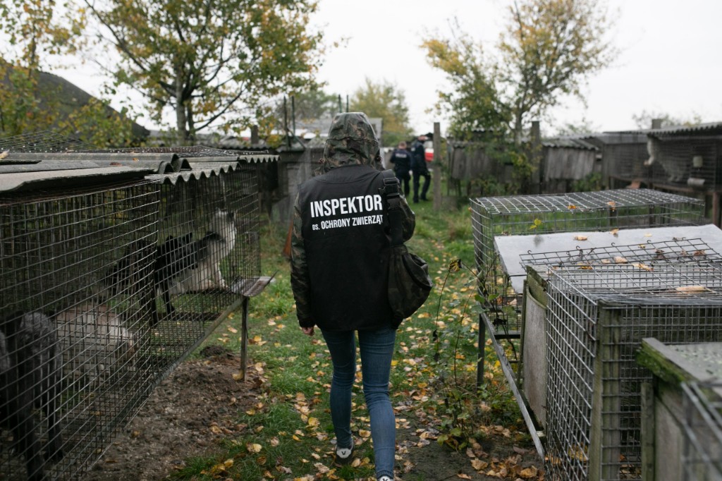 Interwencja obrońców zwierząt na fermie lisów pod Krotoszynem