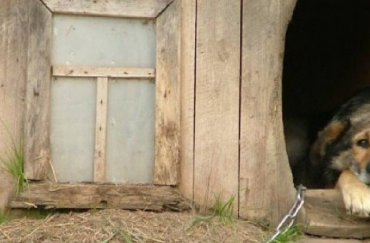 Więcej swobody dla norek i psów - Zdjęcie główne