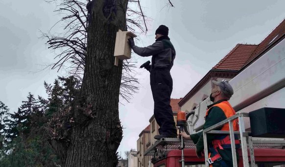 Powiat krotoszyński. Powiesili budki dla ptaków i nietoperzy