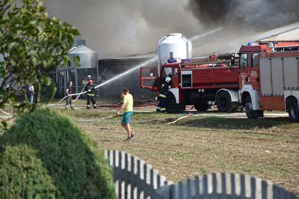 Pożar chlewni w Chwaliszewie - Zdjęcie główne
