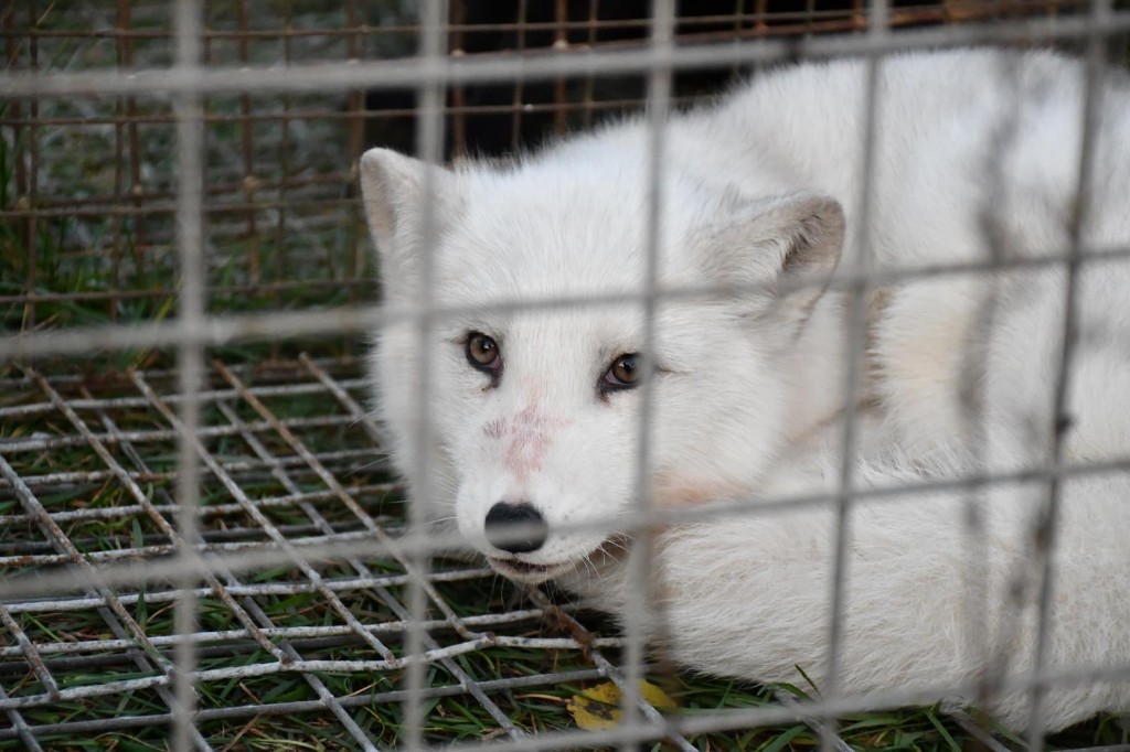 Interwencja obrońców zwierząt na fermie lisów pod Krotoszynem