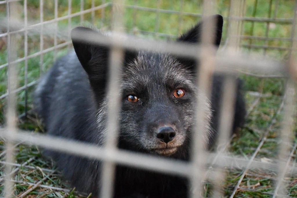 Interwencja obrońców zwierząt na fermie lisów pod Krotoszynem