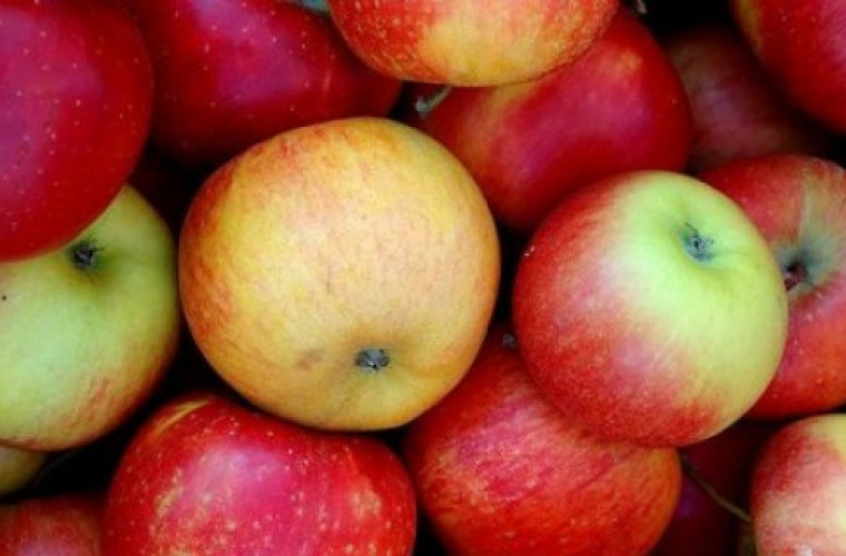 Hortex ma nowego właściciela - Zdjęcie główne