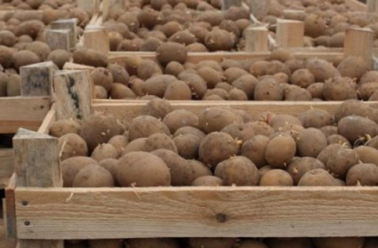 Przechować ziemniaki nie będzie łatwo - Zdjęcie główne