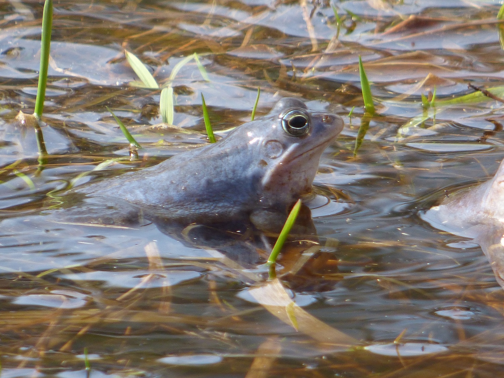 Niebieskie żaby w powiecie krotoszyńskim