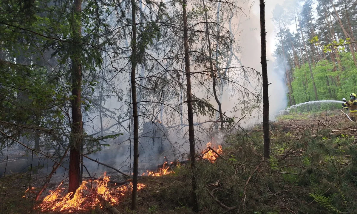 Palił się las w Chachalni. Pożar gasiło pięć zastępów straży pożarnej - Zdjęcie główne
