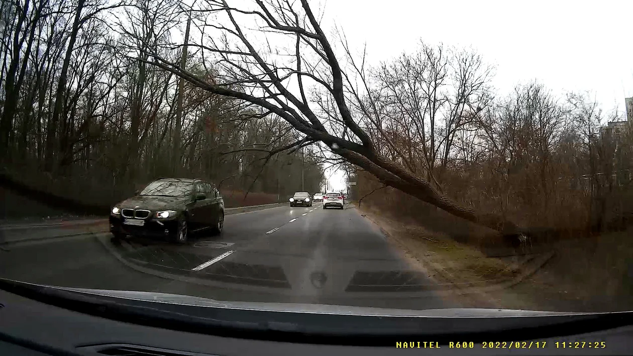 Drzewo przewróciło się na auto. Kierowca o mało nie zginął. Mamy nagranie - Zdjęcie główne