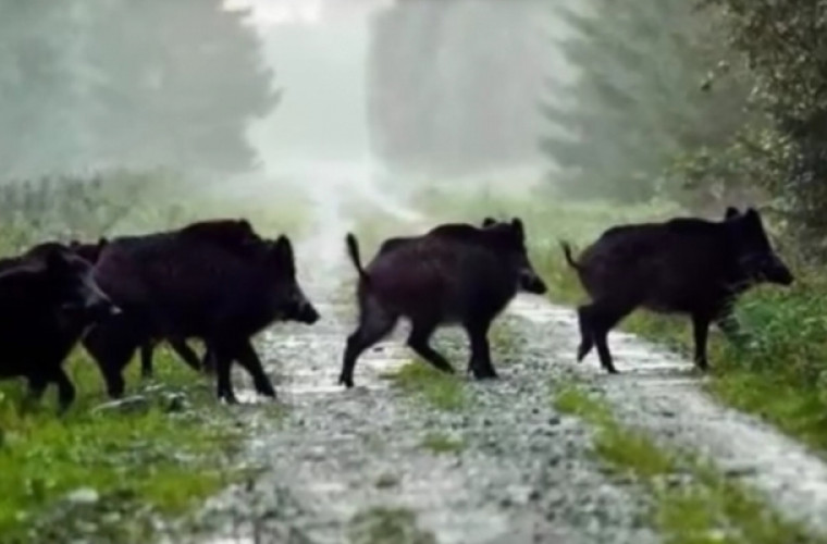 Zduny. Sołtysi wkurzeni na szacowanie szkód łowieckich - Zdjęcie główne