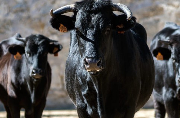 Wieści Rolnicze: Byk stratował rolnika. Mężczyzna nie żyje - Zdjęcie główne