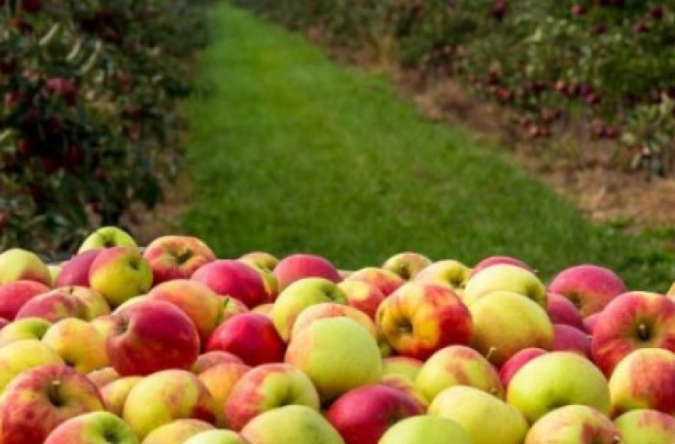 Jabłka - cena może wzrostąć - Zdjęcie główne