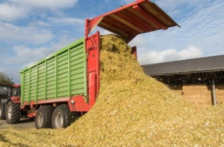 Kiszonka z ziarna zbóż - to warto wiedzieć! - Zdjęcie główne
