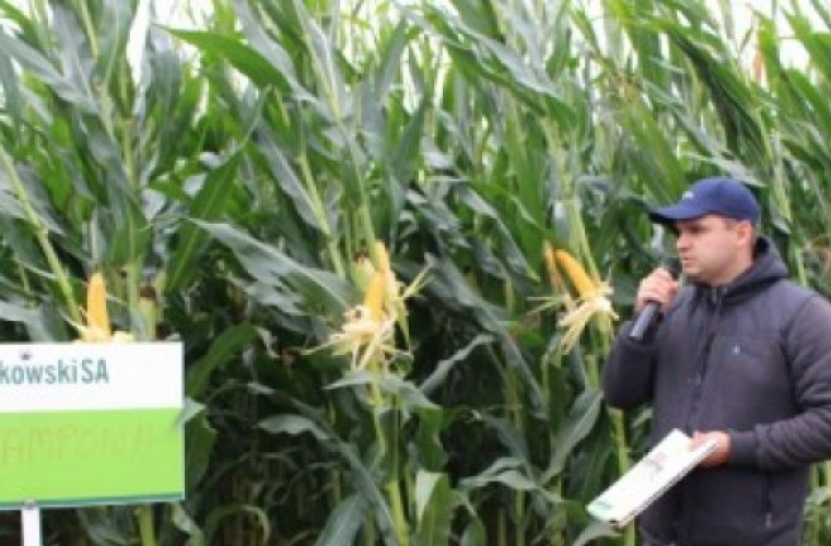 Sztandarowe odmiany kukurydzy na kiszonkę - Zdjęcie główne