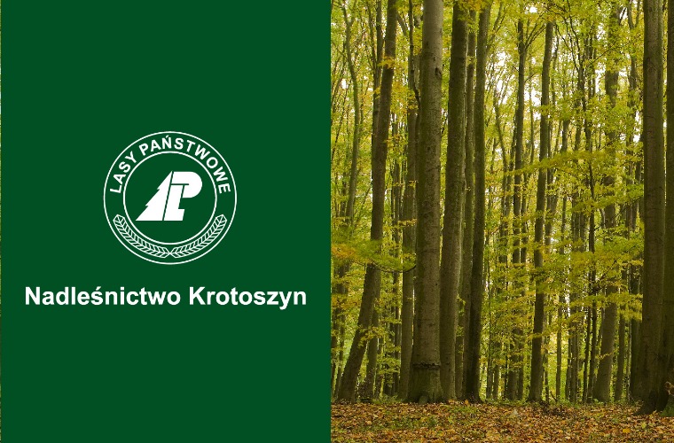 Dlaczego drzewa chorują? - Zdjęcie główne