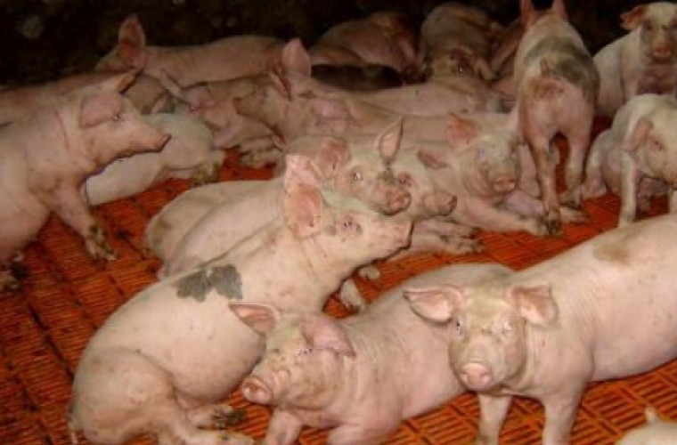 W całym kraju weszły w życie zakazy związane z ASF - Zdjęcie główne