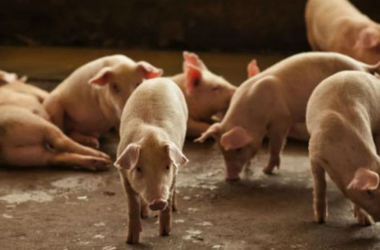 Niedaleko nas powstał pierwszy w Polsce market z prosiętami [ZDJĘCIA] - Zdjęcie główne