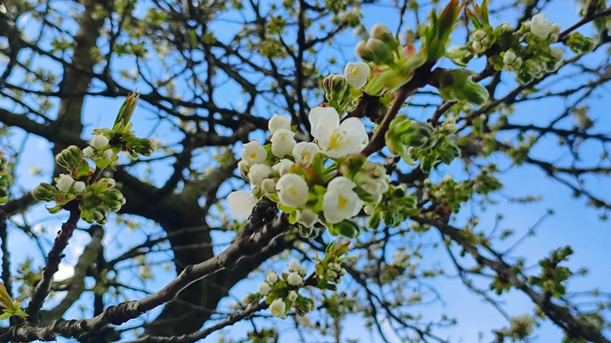 Tydzień kończy się na plusie. Piątek z większą dawką słońca