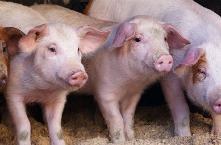 Ceny żywca wieprzowego. Spadek jest nieunikniony - Zdjęcie główne