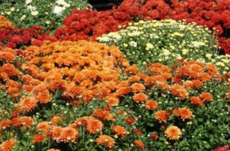  Ceny kwiatów na Wszystkich Świętych - Zdjęcie główne