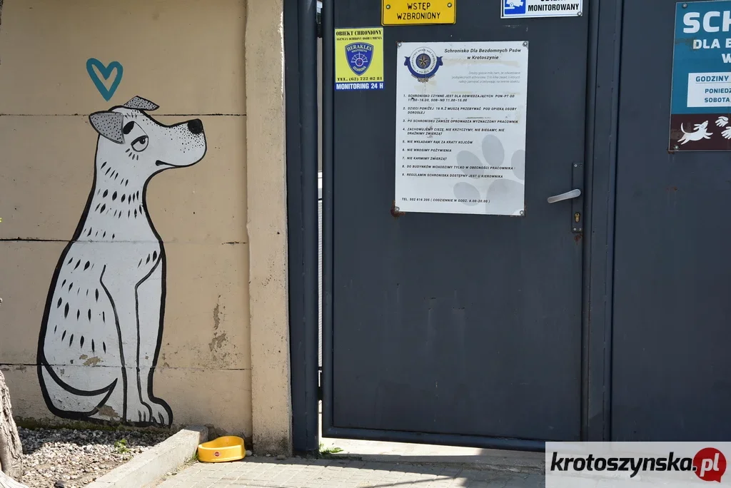 Krotoszyn. Podpisz petycję o budowę nowego schroniska dla zwierząt - Zdjęcie główne