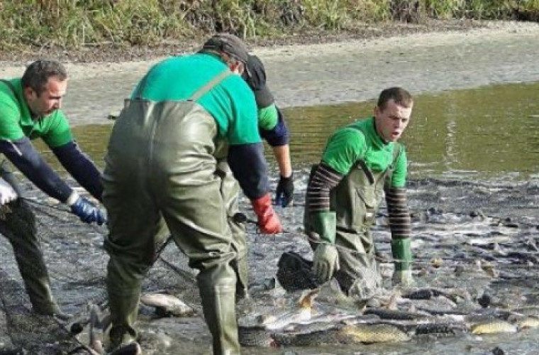 Świąteczny problem z karpiem - Zdjęcie główne