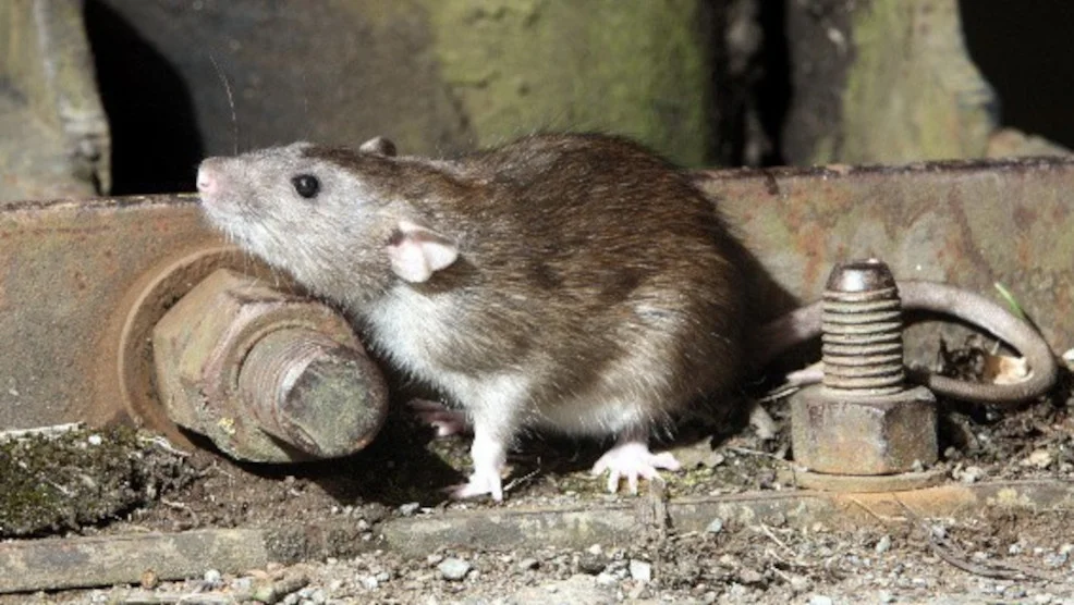 Akcja deratyzacji w Sulmierzycach. Kto musi wyłożyć trutkę na szczury? - Zdjęcie główne