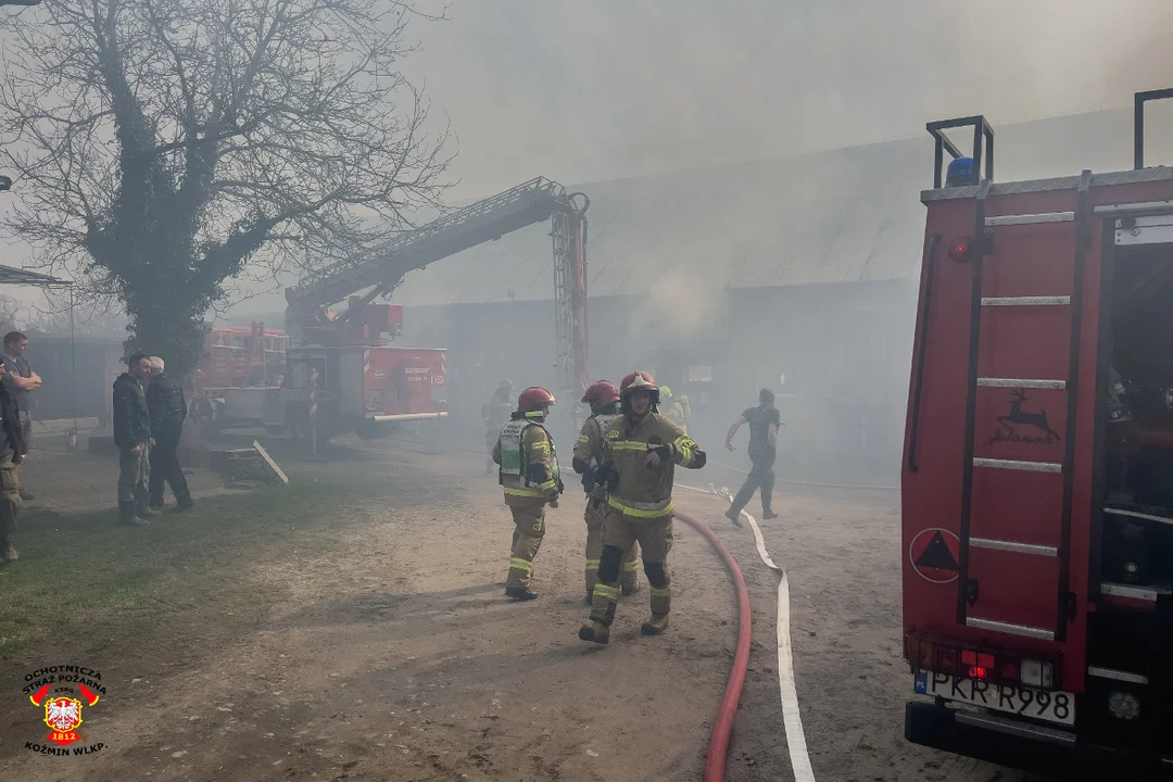 Gmina Koźmin Wlkp. Strażacy walczą z pożarem gospodarstwa. Ratują króliki - Zdjęcie główne