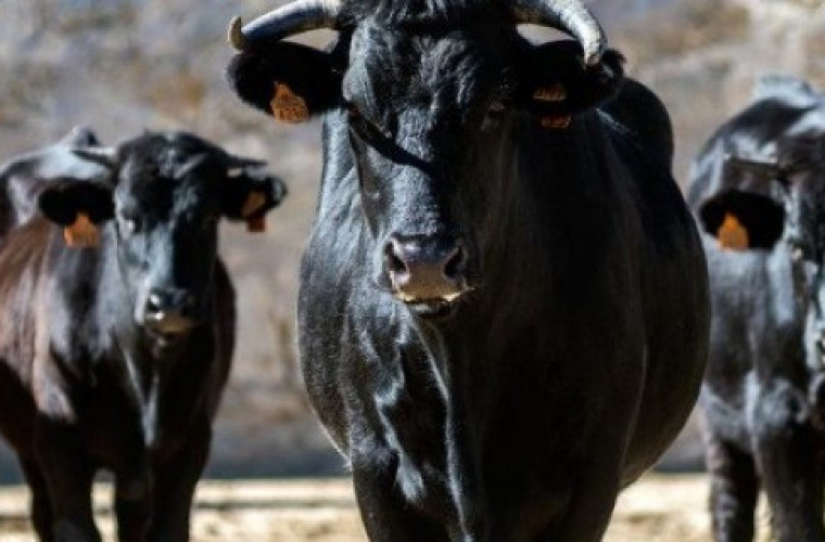 Czarna seria z bykami. Nie żyje rolnik - Zdjęcie główne