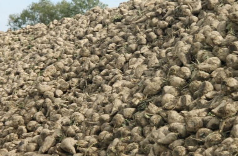 Zbiór buraków - jakich plonów należy się spodziewać?  - Zdjęcie główne