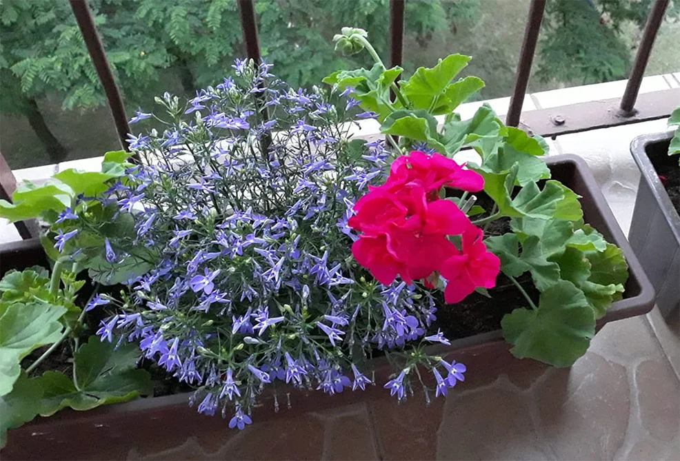 Pelargonia z lobelią