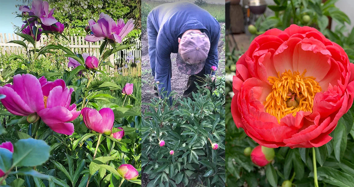 Zastosuj 5 rad ogrodników, a twoje piwonie pięknie zakwitną - Zdjęcie główne