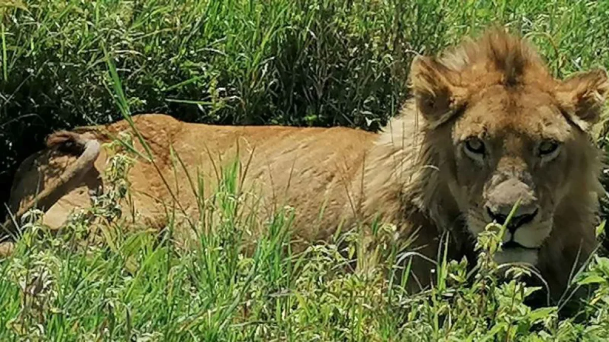 Kobieta na safari w Afryce - Zdjęcie główne