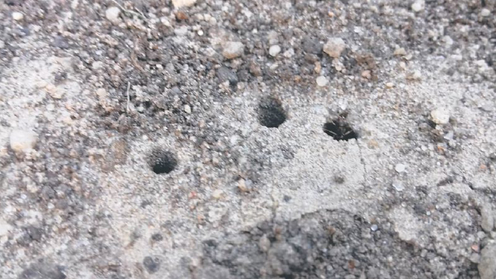 Jak ekologicznie zwalczać ślimaki, mrówki i mszyce  - Zdjęcie główne