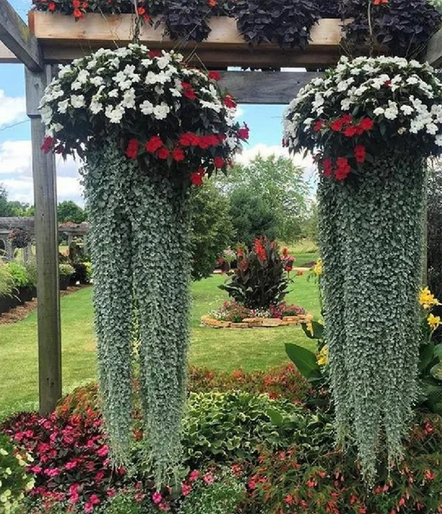 Dichondra, która tutaj zwisa może świetnie się komponować z pelargoniami