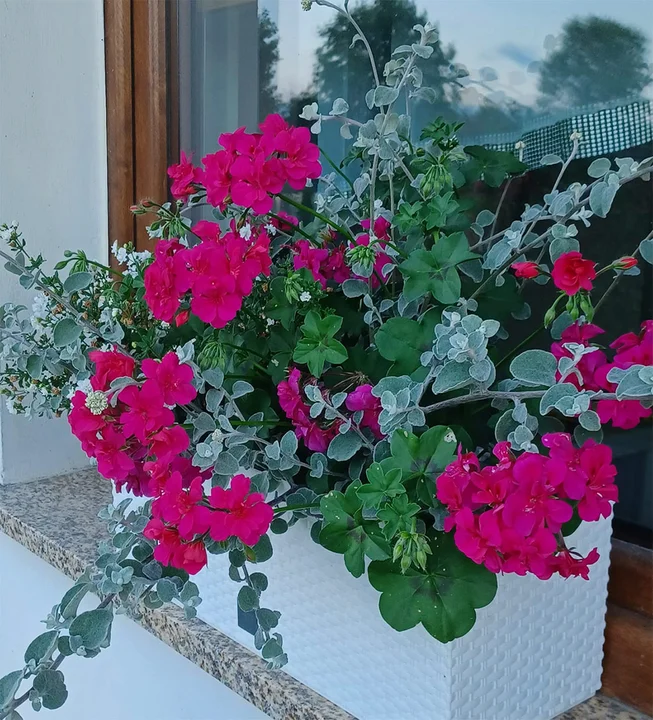 Pelargonia z kocanką