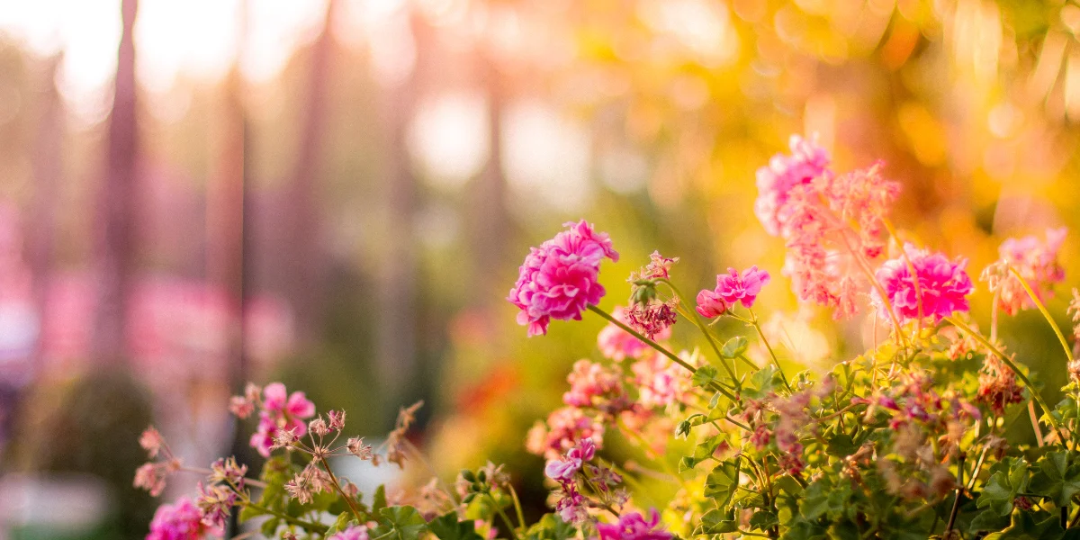Jak chronić kwiaty przed słońcem latem? Oto kilka skutecznych porad ogrodniczych - Zdjęcie główne