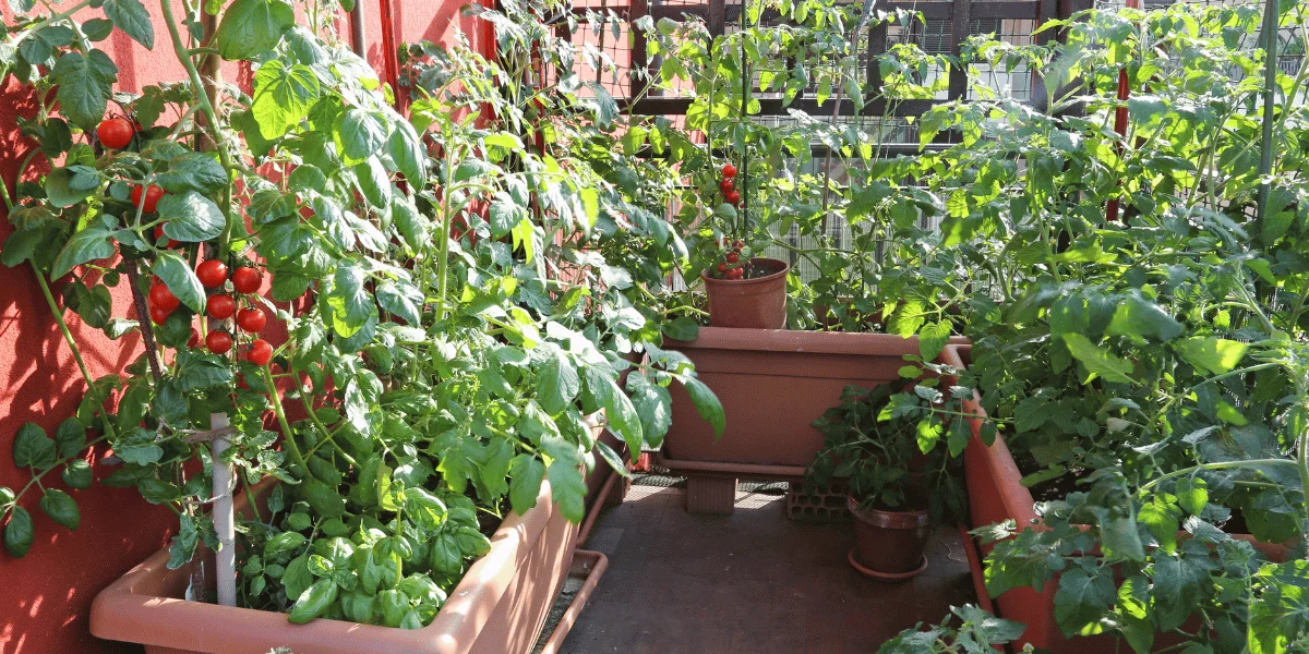 DIY: Jak zrobić warzywny ogródek balkonowy w 2023 roku? - Zdjęcie główne