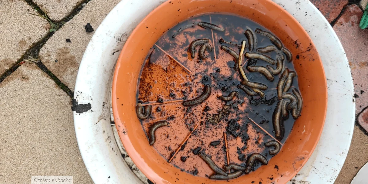 Te larwy niszczą Twój ogród! To nie jest zwykła glizda czy dżdżownica. - Zdjęcie główne